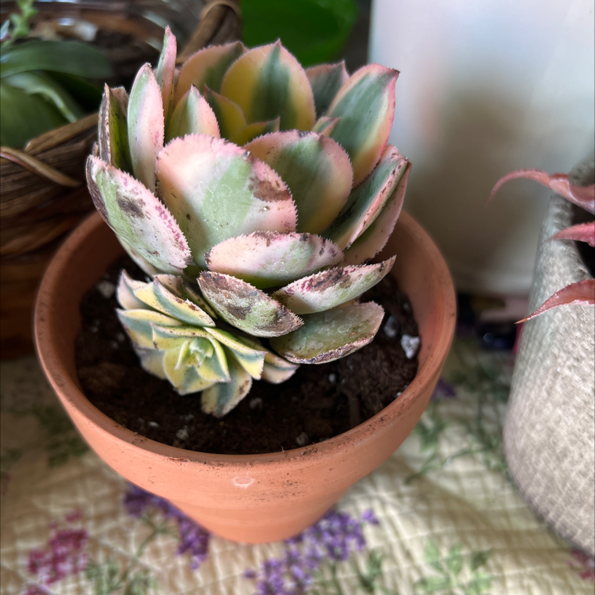 Potted Aeonium 'Sunburst' plant with variegated leaves, healthy and well-framed.