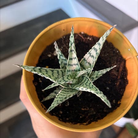 Photo of the plant species Aloe 'Doran Black' by New_plant_mama named Dorian on Greg, the plant care app