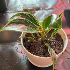 Philodendron Birkin plant