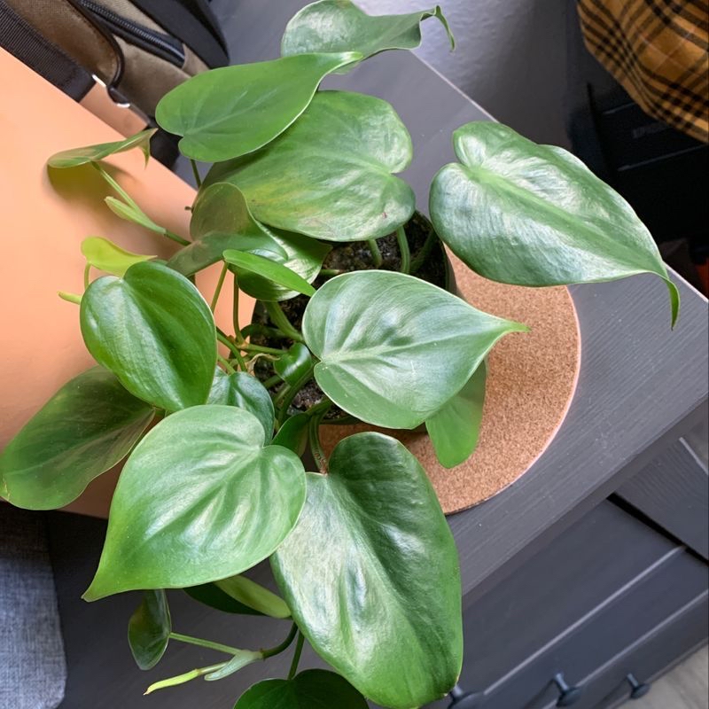 Healthy, vibrant green Heartleaf Philodendron in a terracotta pot, with characteristic heart-shaped leaves and no signs of disease or distress.