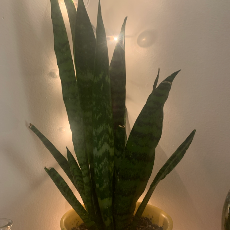 Snake Plant plant photo by @kait named Snake on Greg, the plant care app.