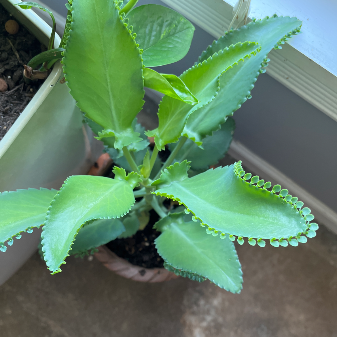 Photo of the plant species Mother of Thousands by @HotCaladium named Your plant on Greg, the plant care app