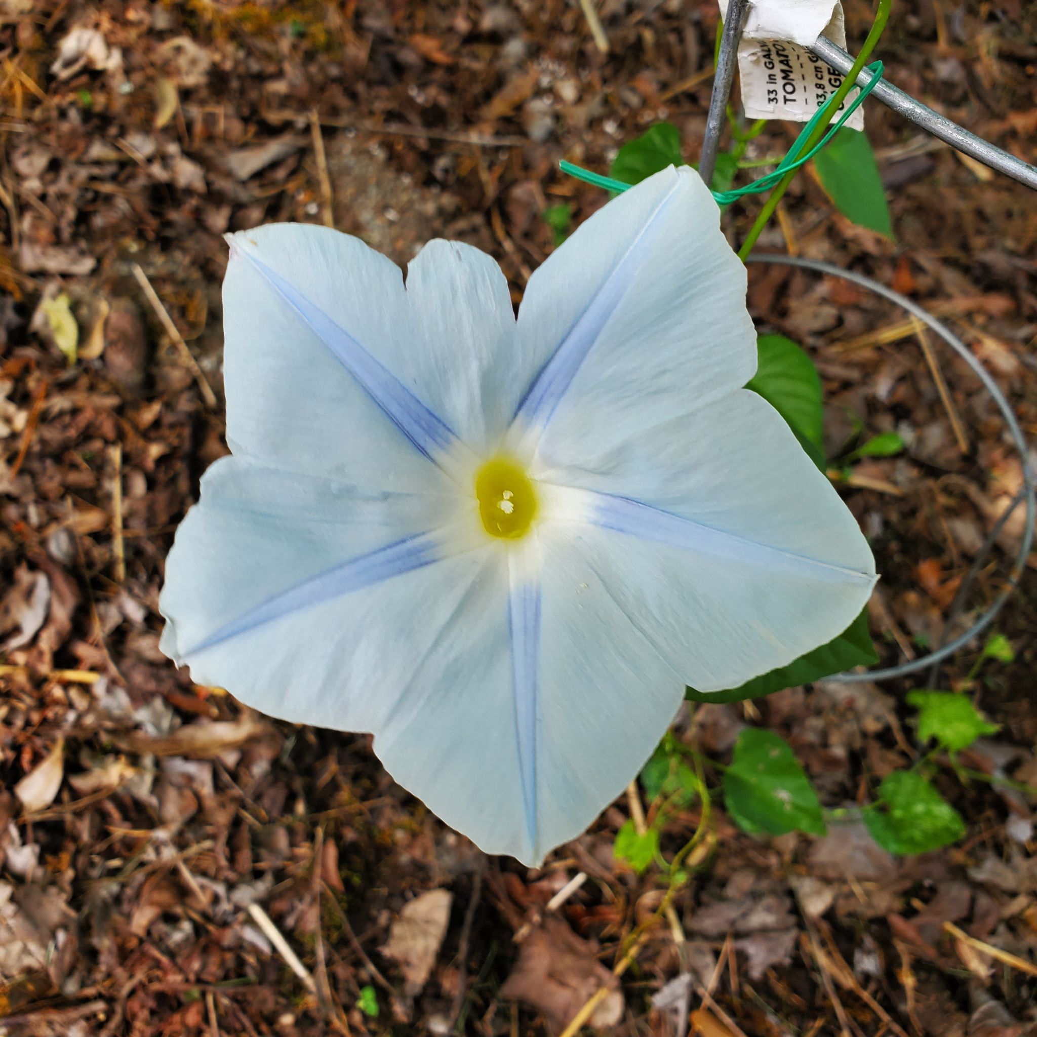 Mexican Morning Glory flower with white petals and blue star-shaped markings, surrounded by soil.
