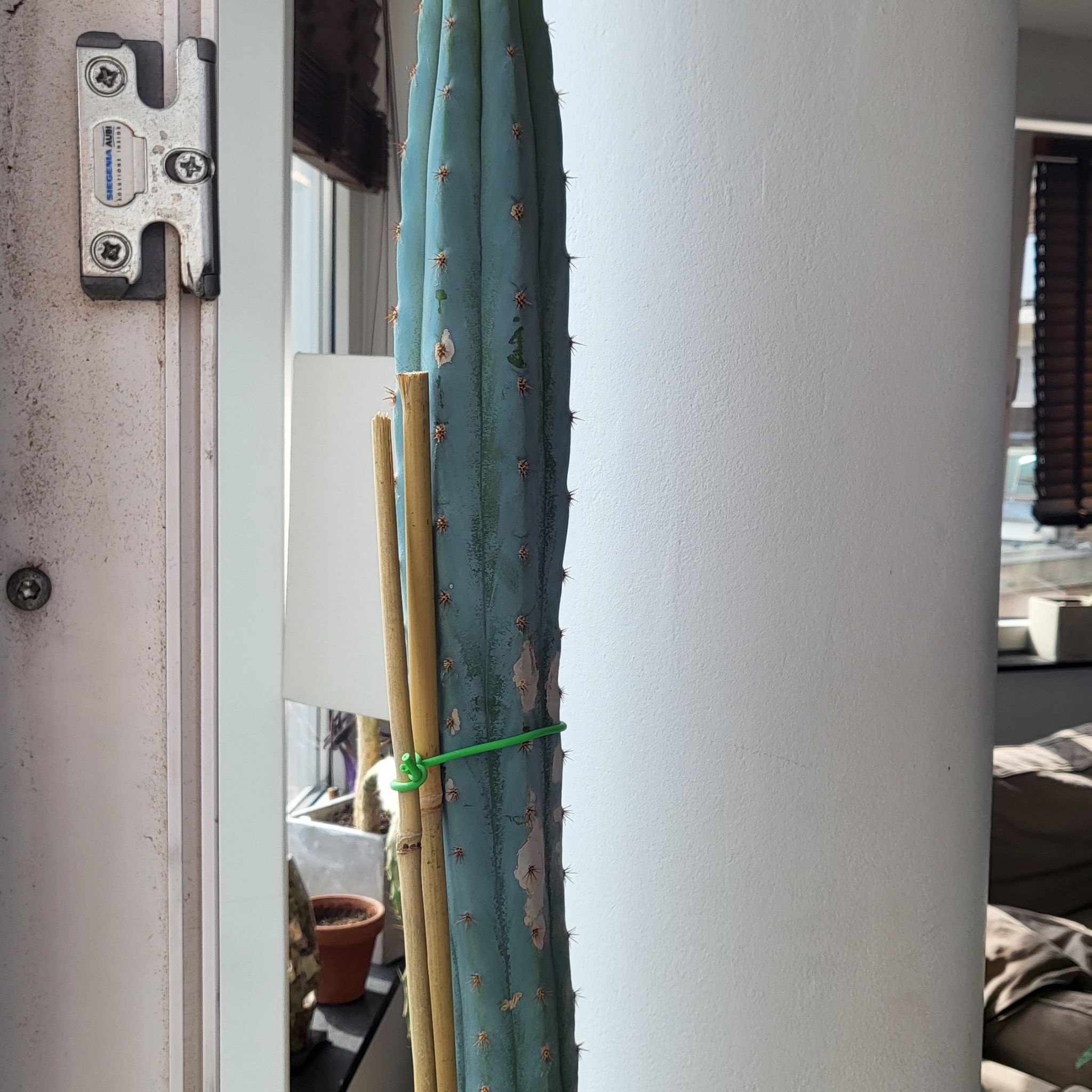 San Pedro Cactus supported by a bamboo stick with some brown spots and discoloration.