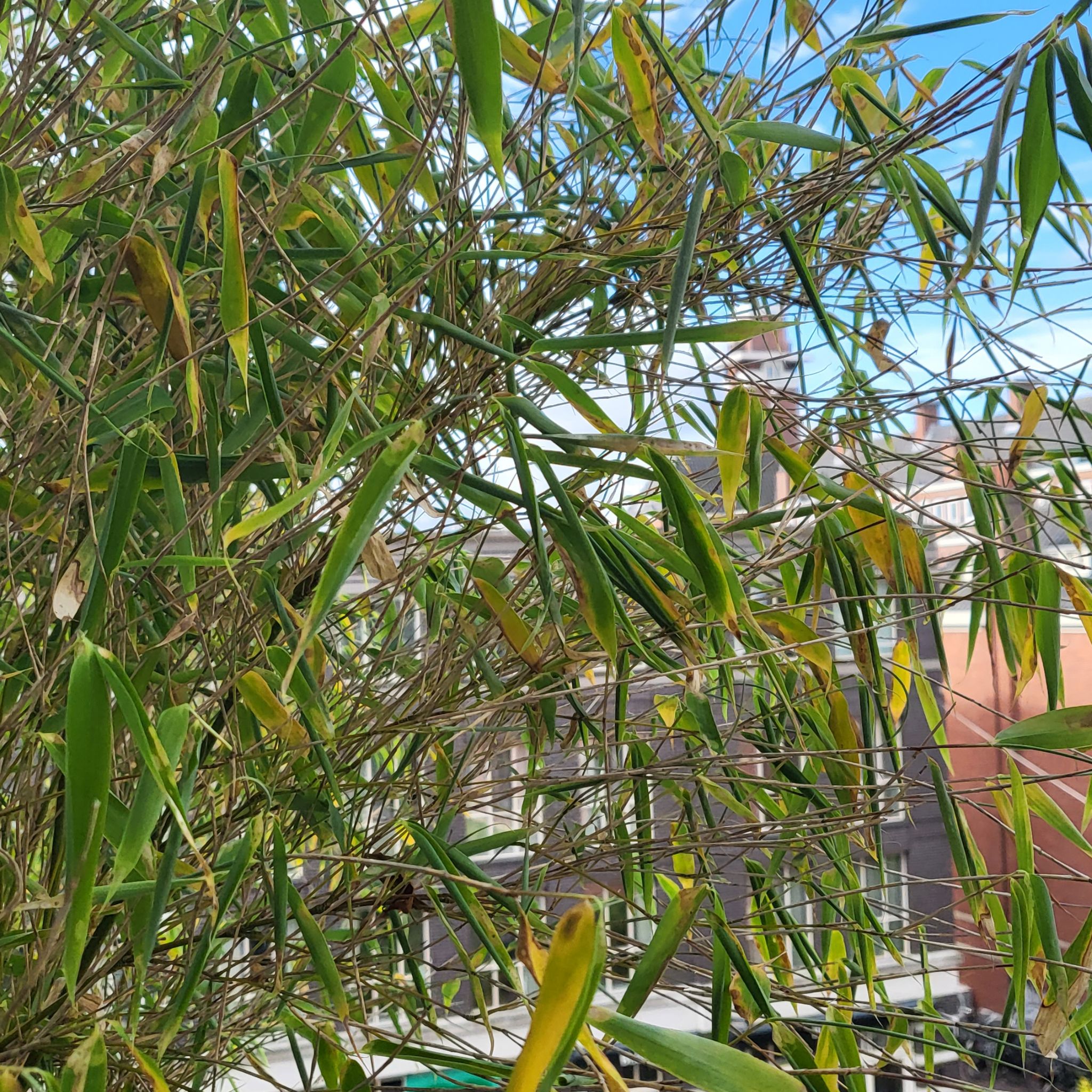 Monk's Belly Bamboo plant with some yellowing and browning leaves against a clear sky.