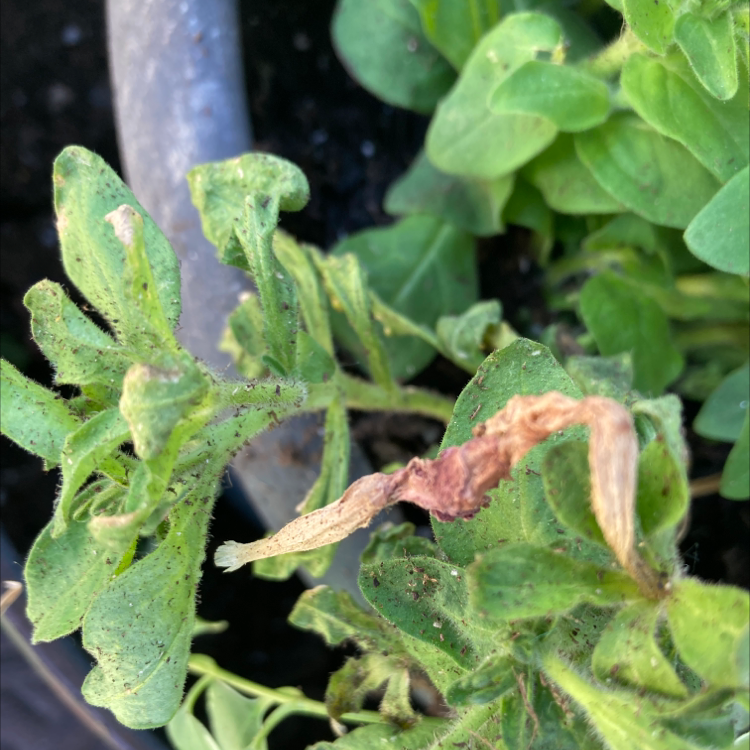 Photo of the plant species White Henbane by @YeveBroccoli named Your plant on Greg, the plant care app