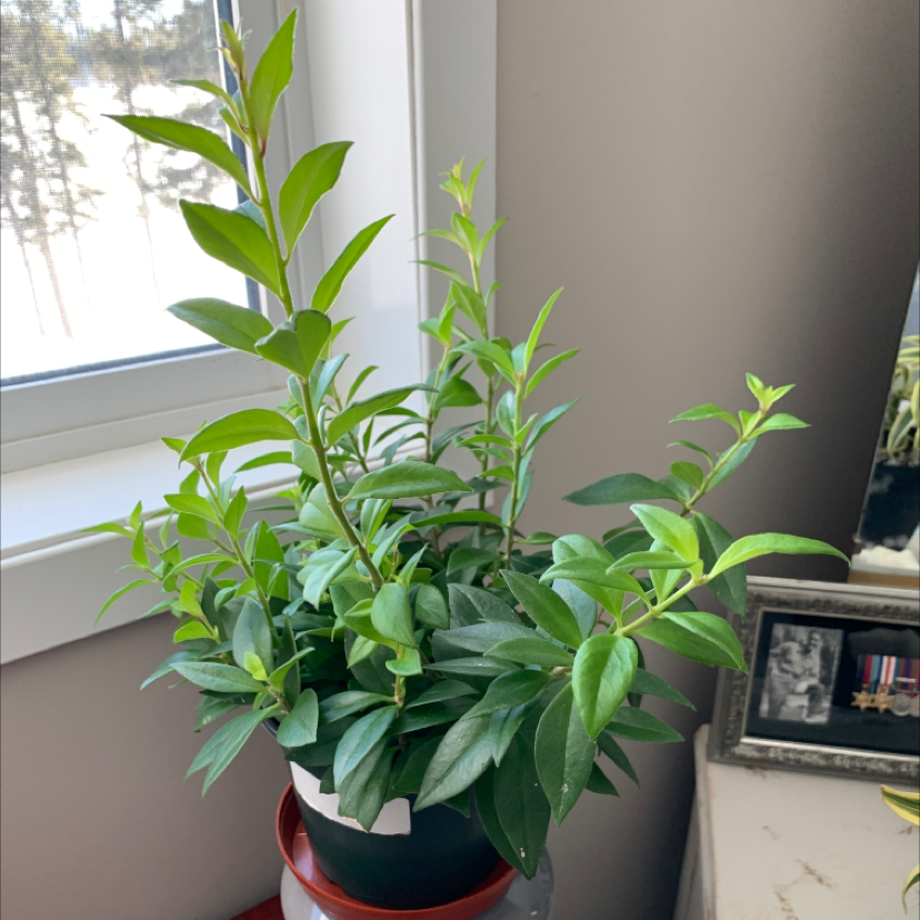 Healthy Common Myrtle plant near a window with vibrant green leaves.