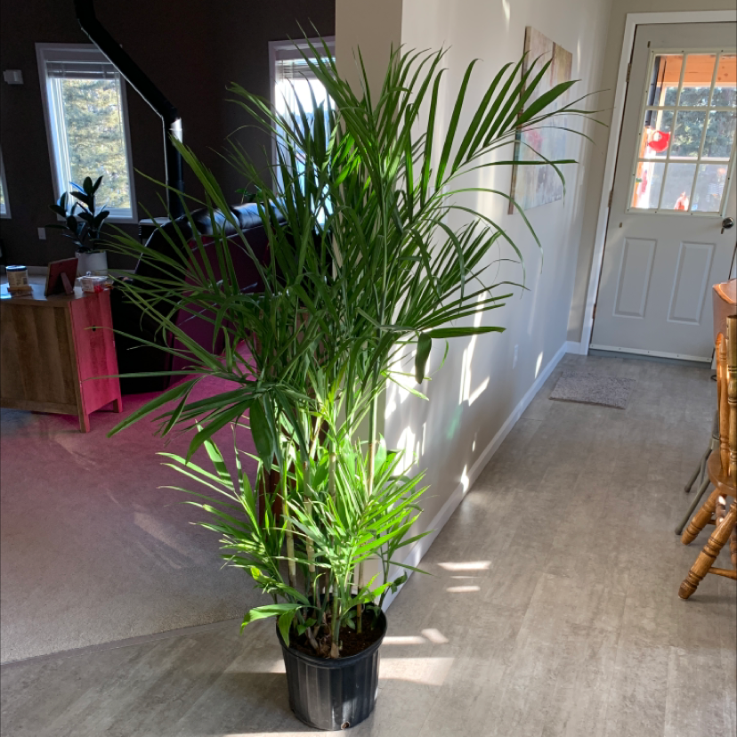 Indoor Bamboo Palm plant in a black pot with vibrant green leaves.