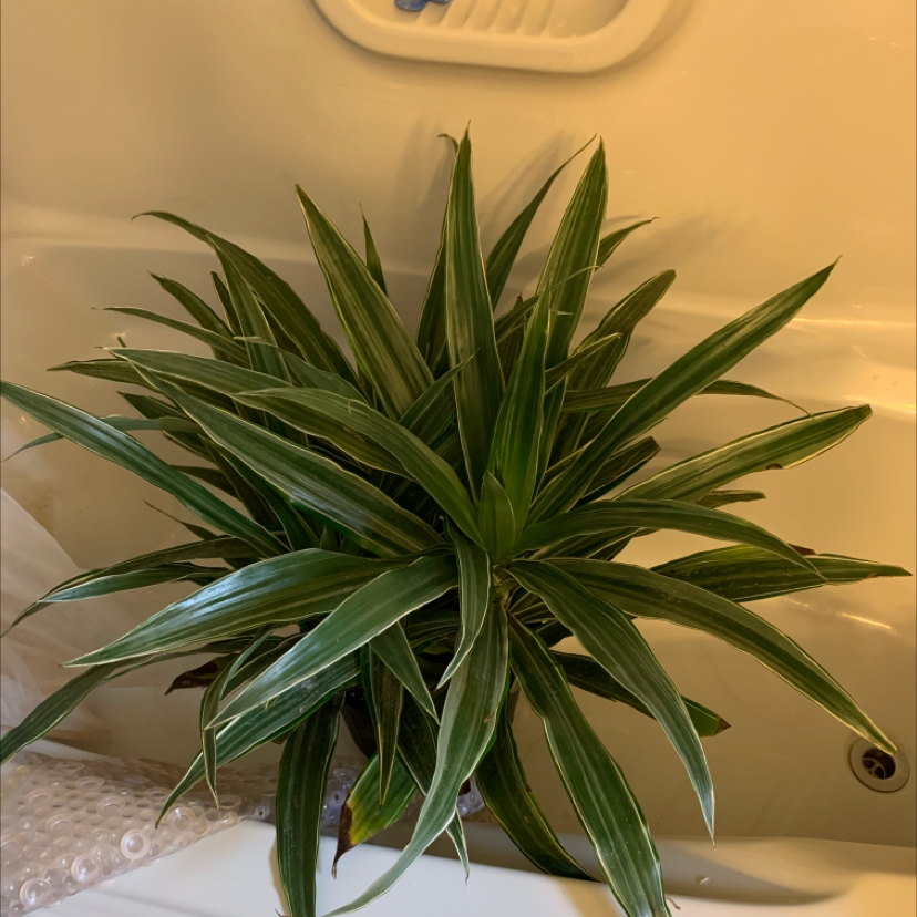 Dracaena 'Warneckii' plant with green and white striped leaves in a bathroom setting.