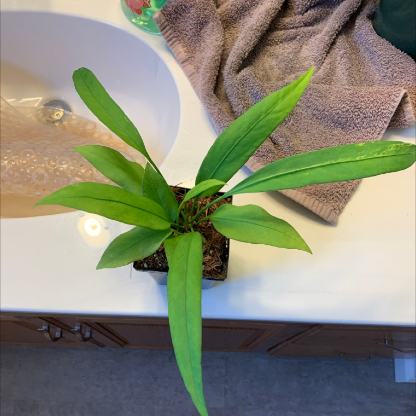 Anthurium vittariifolium plant with long green leaves on a bathroom counter.