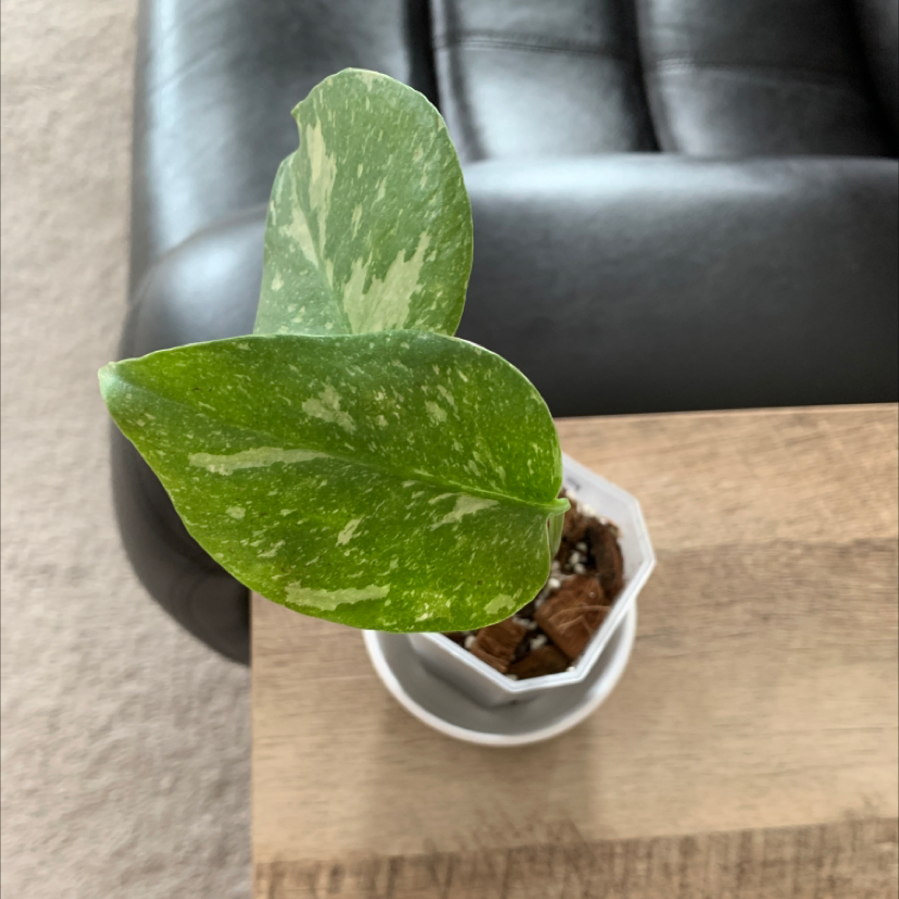 Thai Constellation Monstera plant with variegated leaves in a white pot on a wooden surface.