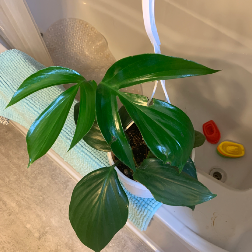 Dragon Tail Plant with vibrant green leaves in a white pot, placed in a bathroom.