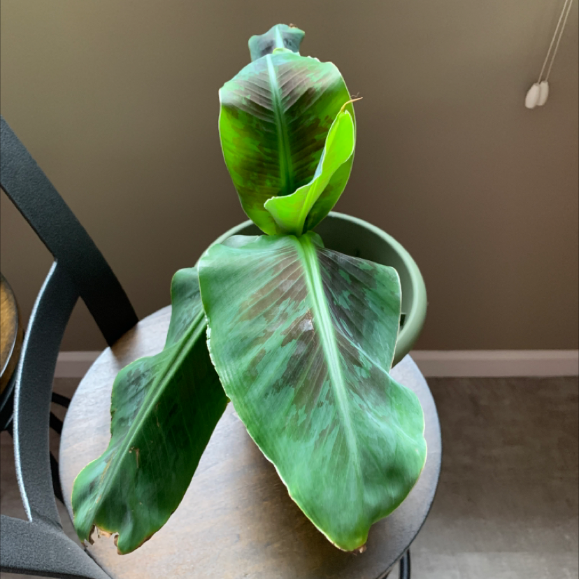 Dwarf Banana plant with broad leaves, some browning visible, potted on a wooden surface.
