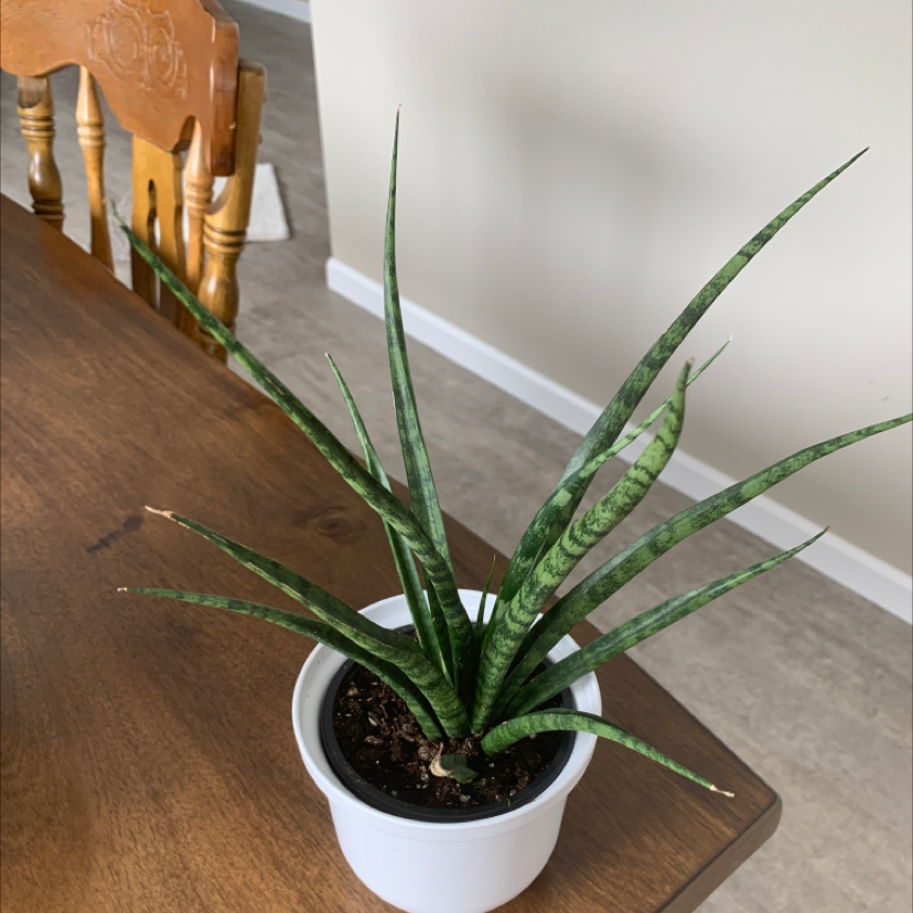 Dracaena 'Mikado' plant in a white pot on a wooden table, appearing healthy.