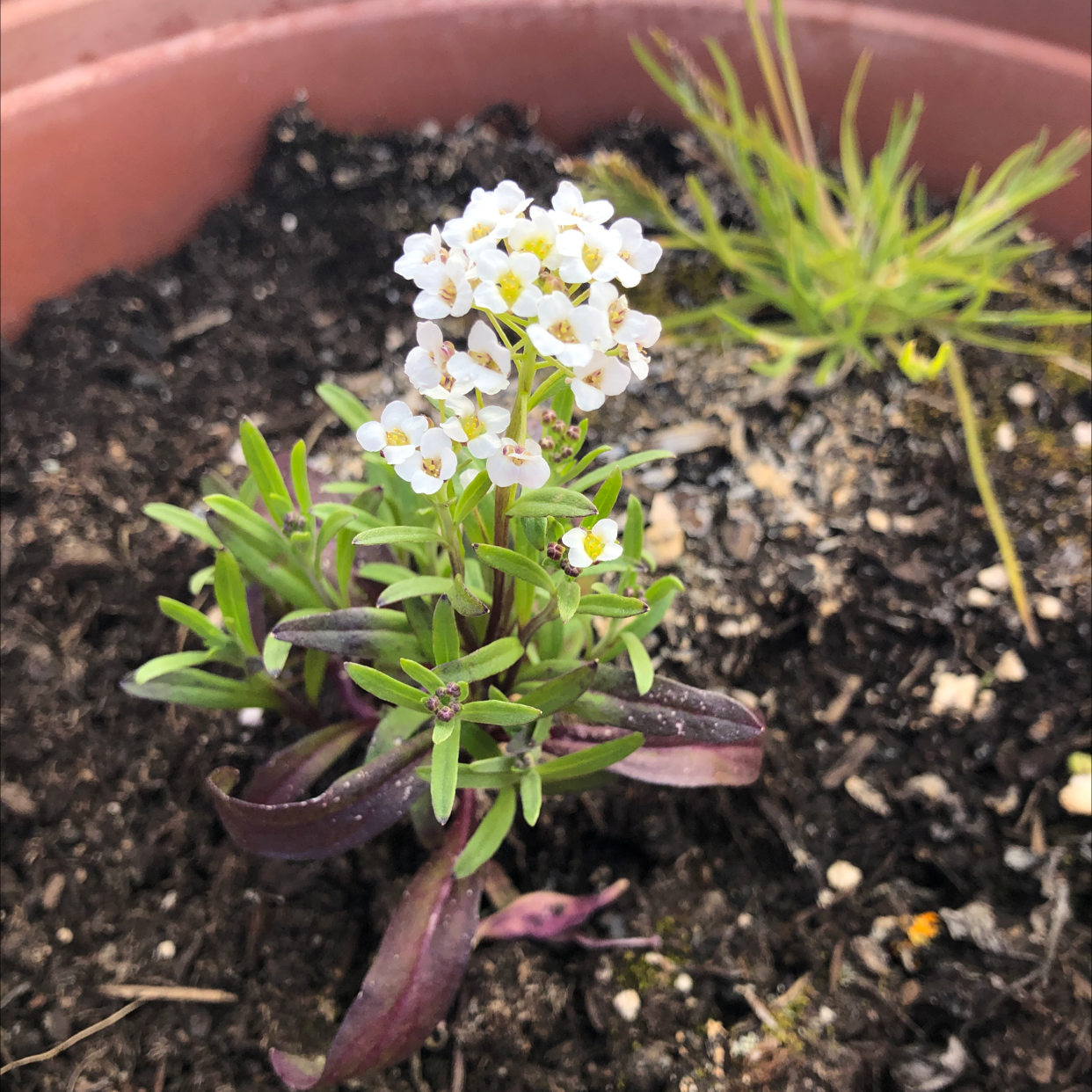 Healthy sweet alyssum plant in full bloom with abundant small white flowers and lush green foliage, growing in dark rich soil.