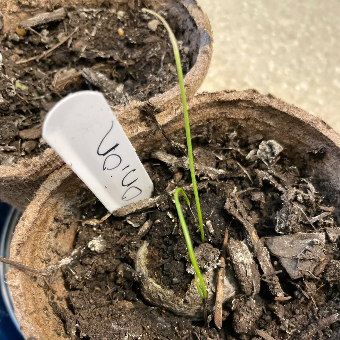 Young Long Green Onion plant in a pot with a label, showing green shoots and dry soil.