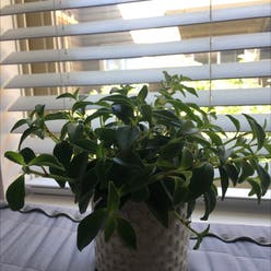 Peperomia deppeana plant