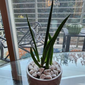 Cylindrical Snake Plant plant in Dallas, Texas