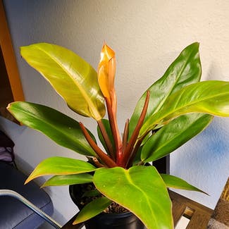Blushing Philodendron plant in Dallas, Texas