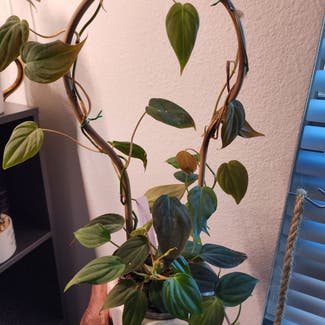 Philodendron Micans plant in Dallas, Texas