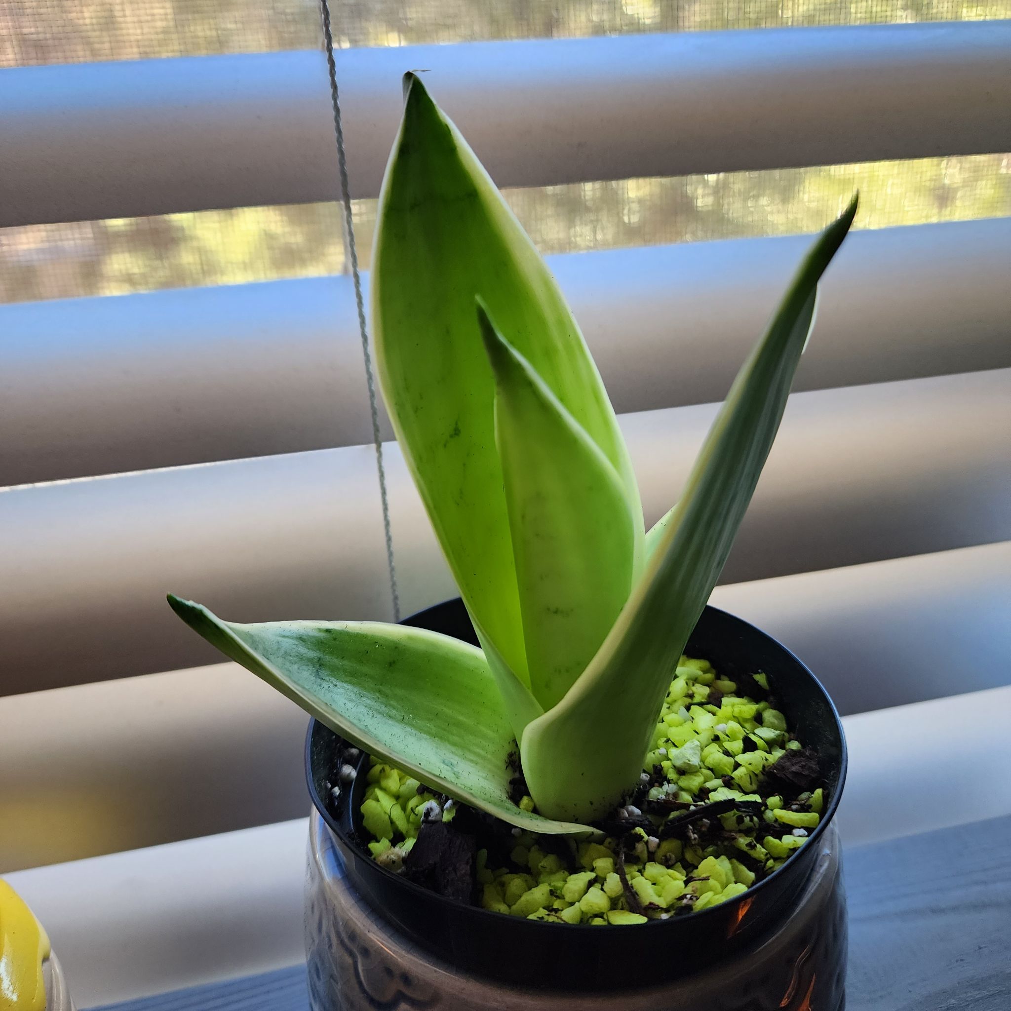 Sansevieria Night Owl plant in a pot with green pebbles on the soil surface.
