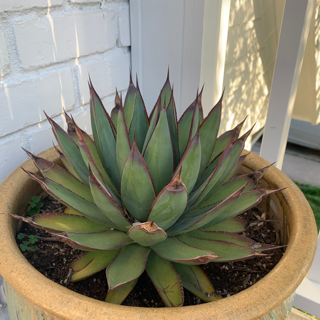 Photo of the plant species Parry's Agave by @Wheresmycanvas named Deck Cactus on Greg, the plant care app