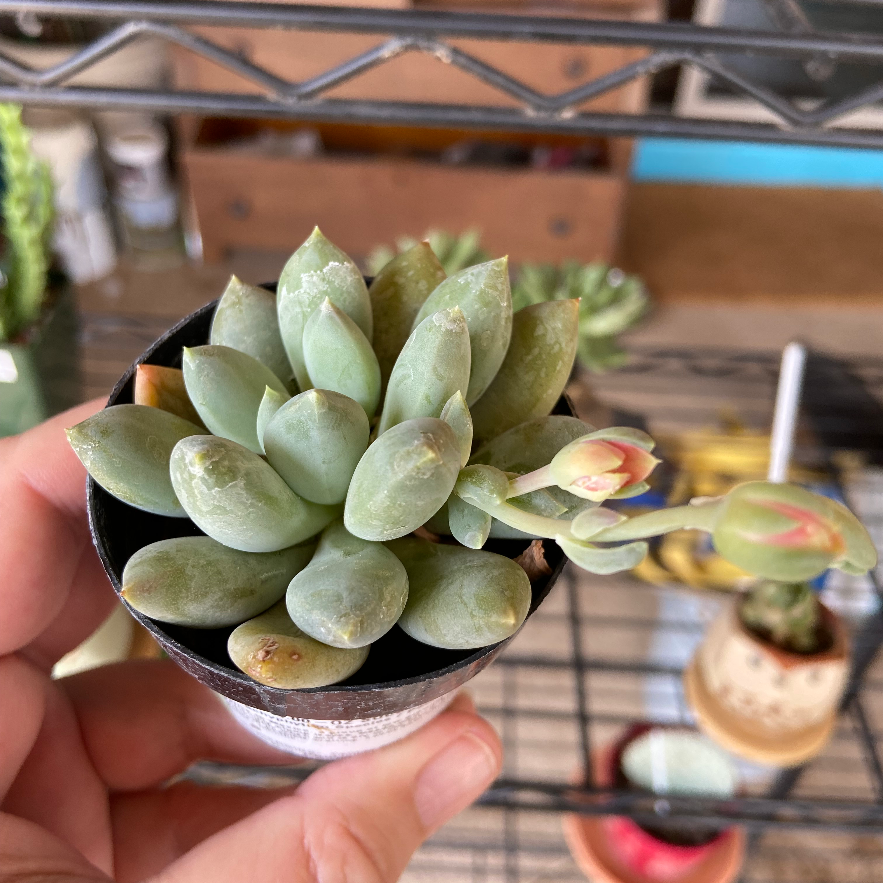 Pachyphytum Baby Finger succulent with plump leaves and budding flowers, held by a hand.