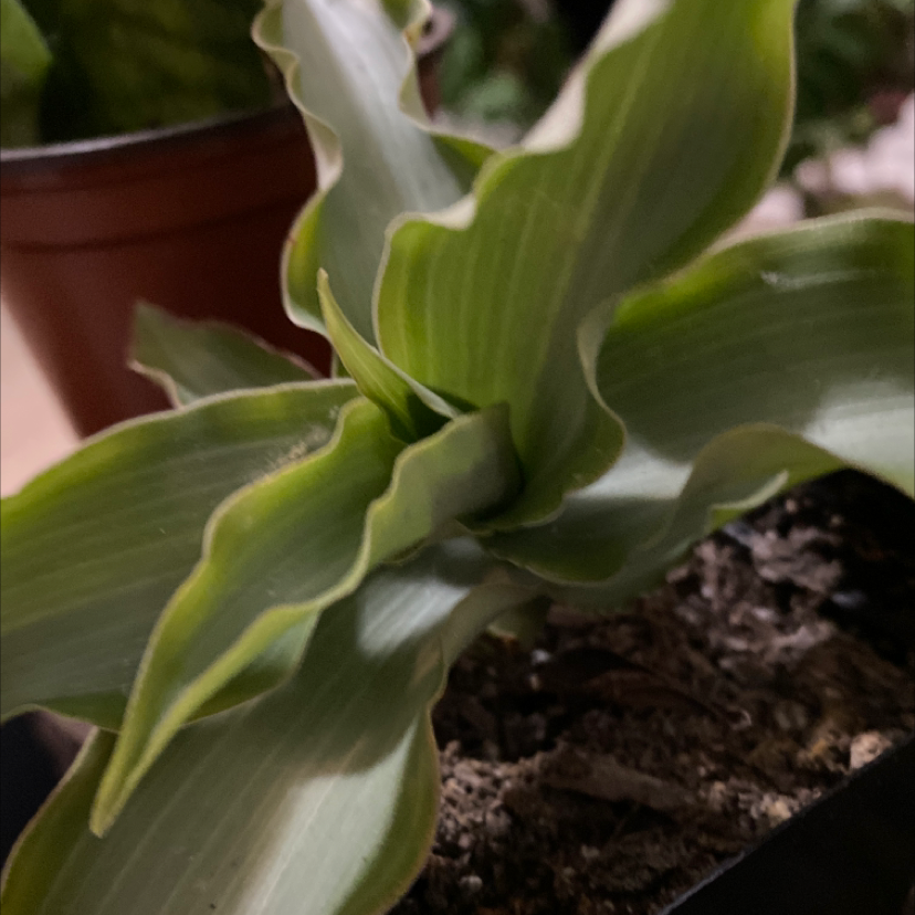 Close-up of a healthy Basket Plant with visible soil in the pot.