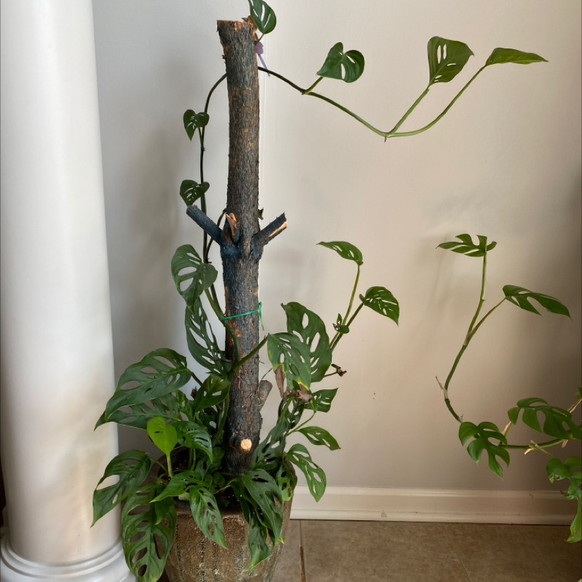 Monstera adansonii 'Laniata' plant with characteristic holey leaves in a pot with visible soil.