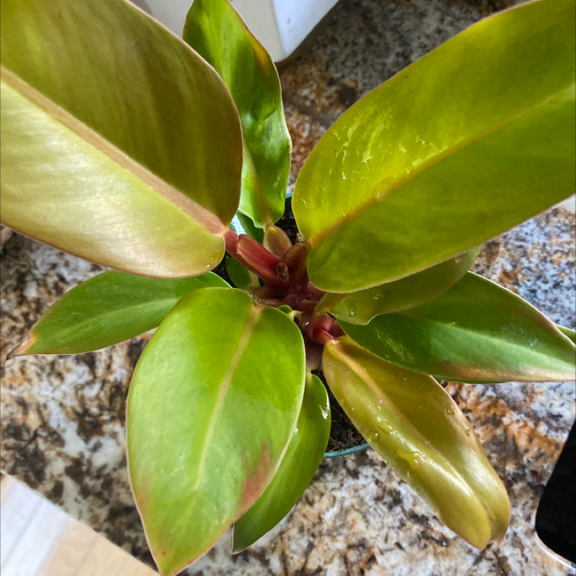Philodendron Prince of Orange plant with vibrant leaves, slight yellowing and browning visible.