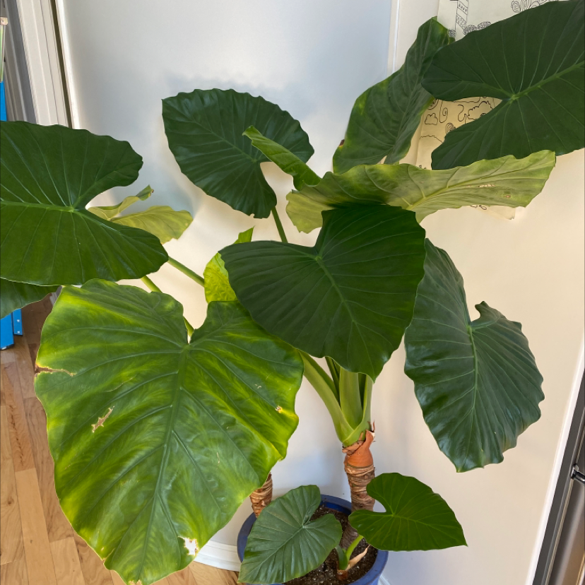 Jewel Alocasia plant with large leaves, some yellowing and browning, potted indoors.