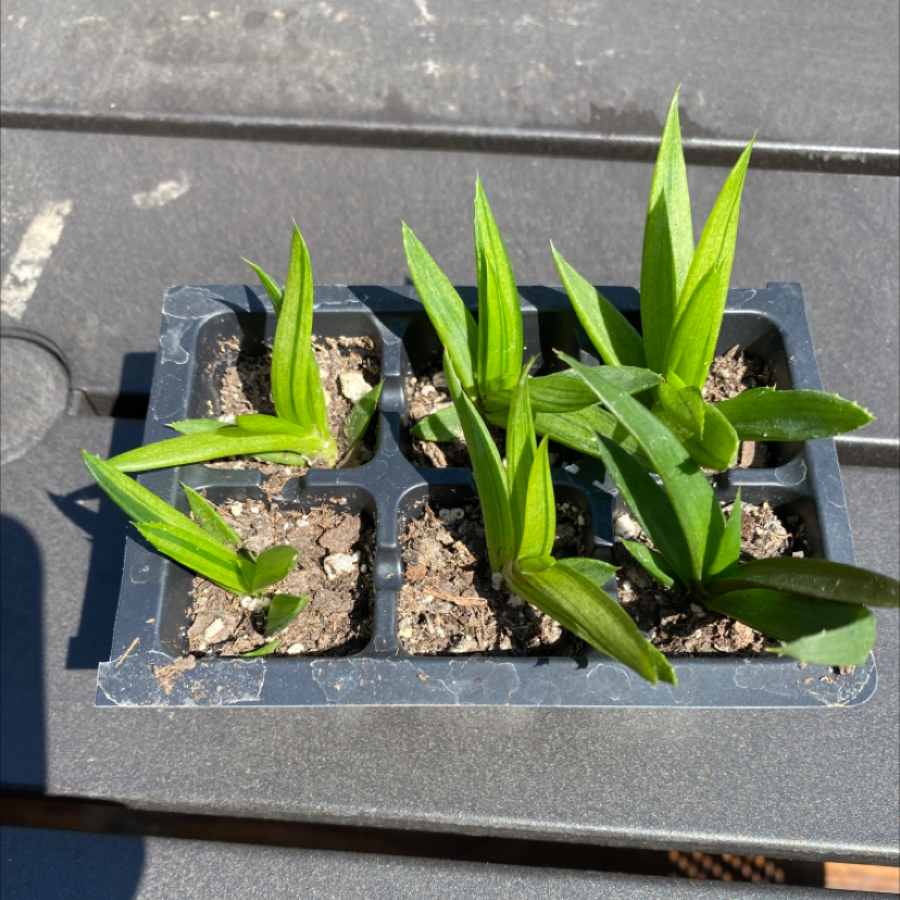 Tray of young Orange Daylily plants with green leaves in good condition.
