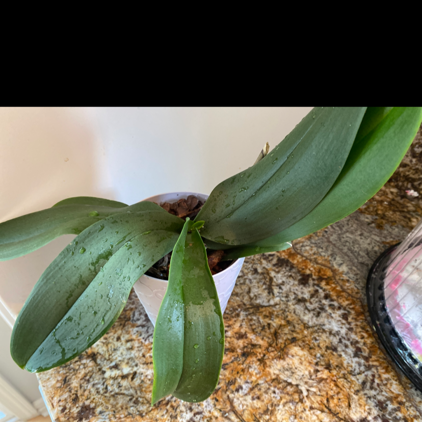 Photo of the plant species April Fool by @beckyg7 named Orchid on Greg, the plant care app