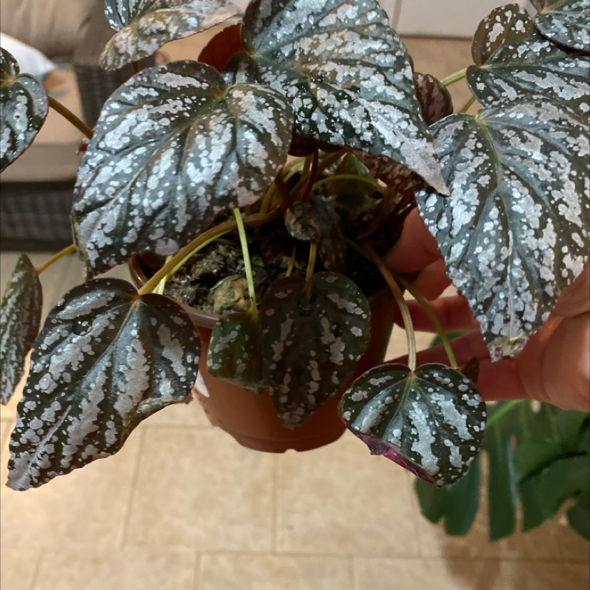 Planty A Plant By Beckyg7 On Greg