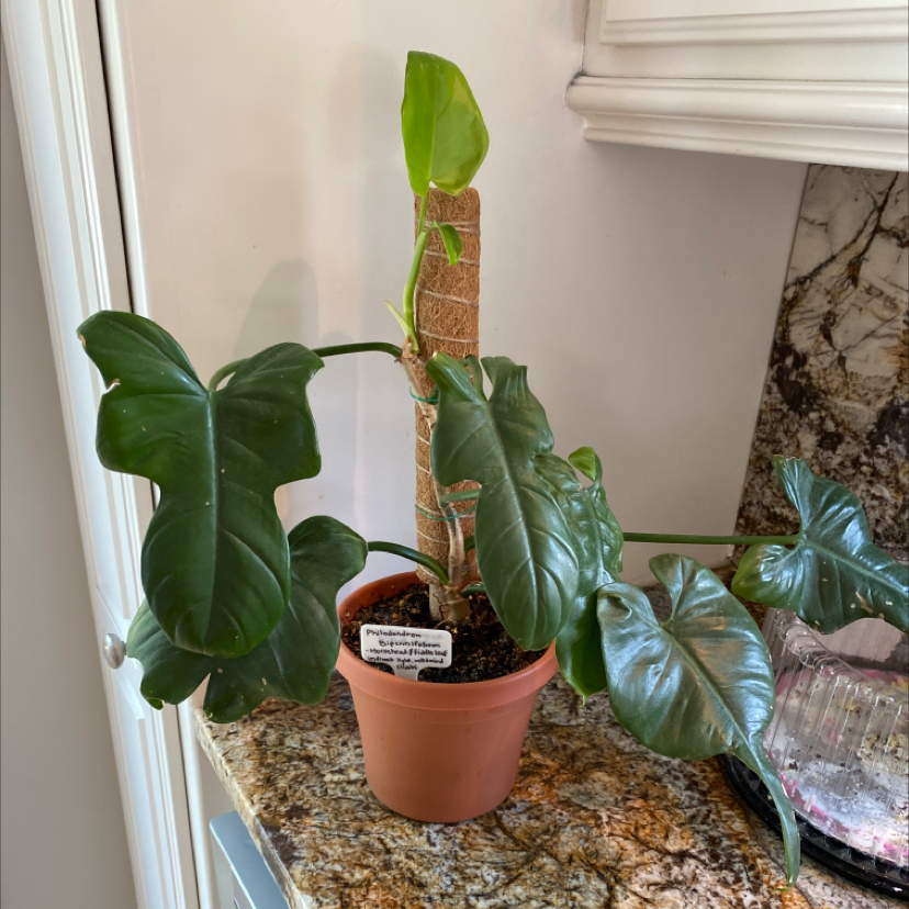Horsehead Philodendron in a pot on a countertop, healthy green leaves, visible soil.