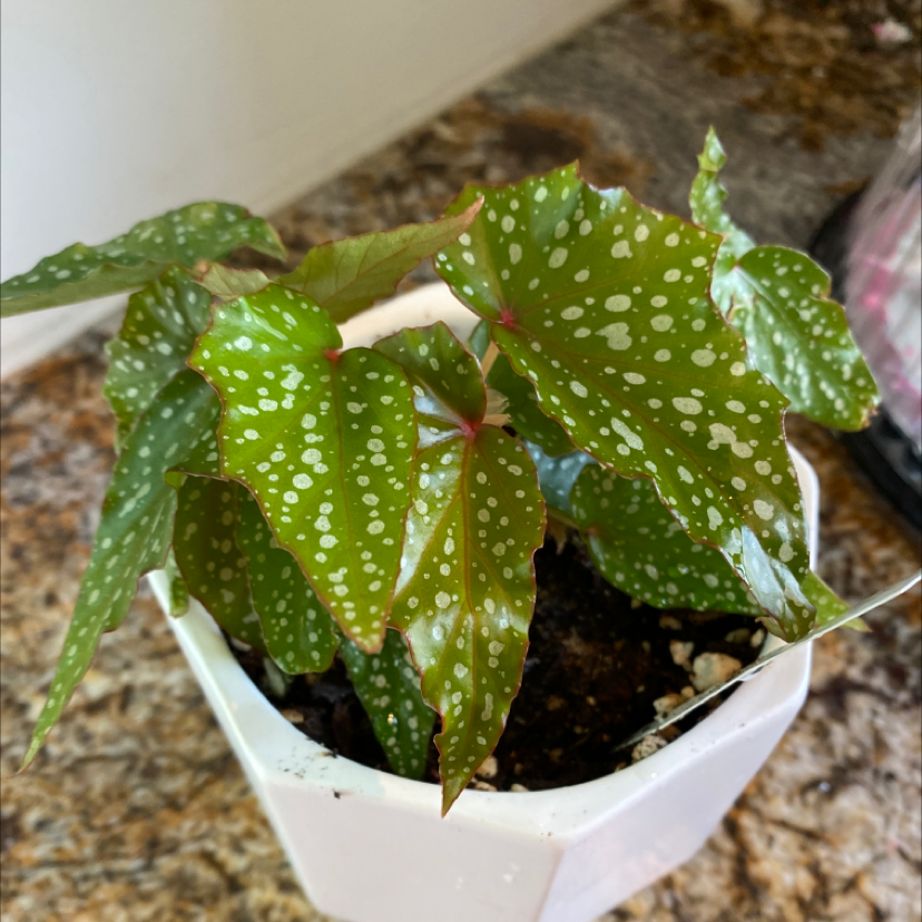 Photo of the plant species Angel Wing Begonia by @beckyg7 named Lois burke on Greg, the plant care app