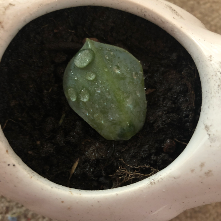 A single leaf of a Ghost Echeveria plant in a white pot with visible soil and water droplets.