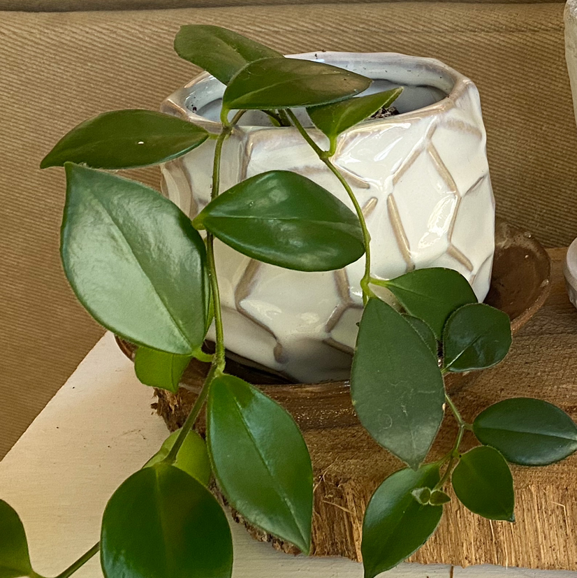 Variegated Lipstick Vine in a decorative pot with healthy green leaves.