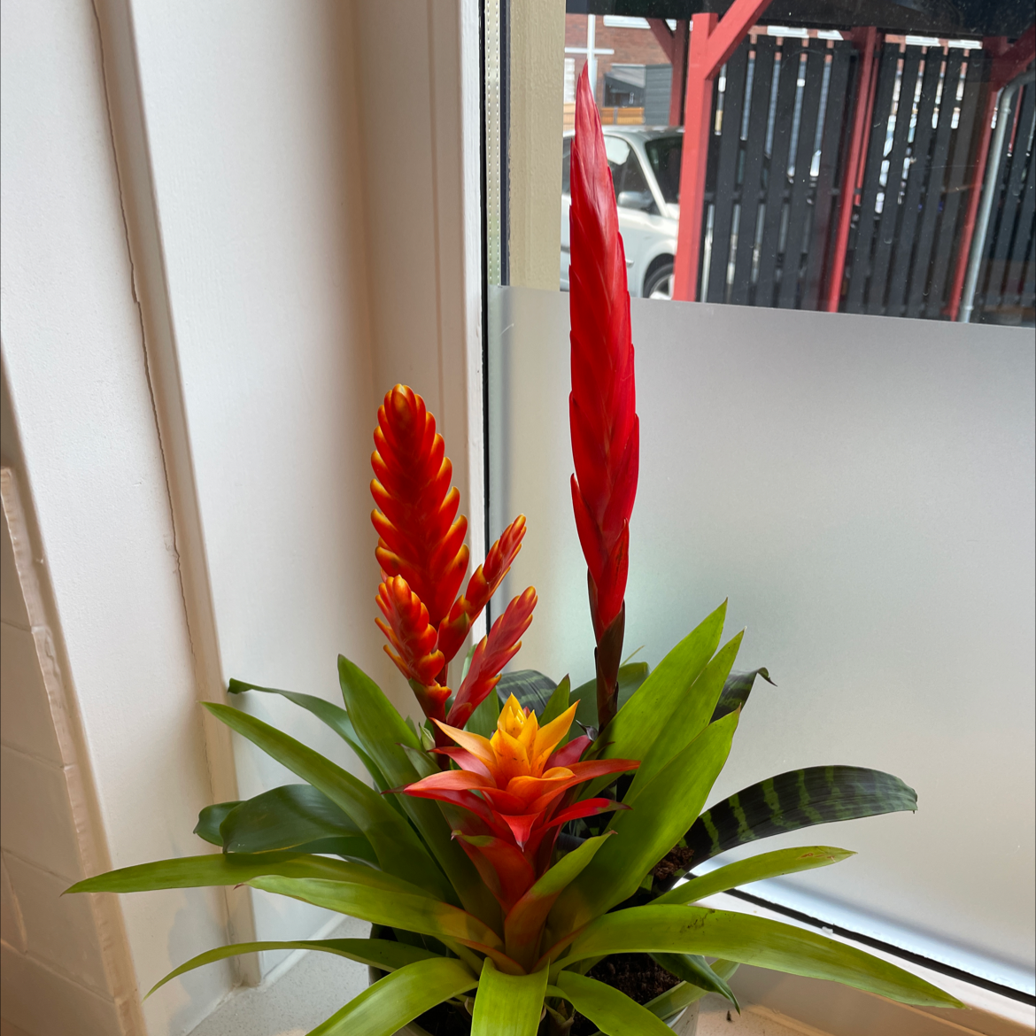 Flaming Sword plant with vibrant red and orange inflorescences, healthy green leaves.