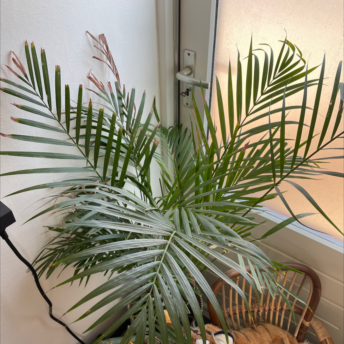 A healthy, thriving Cat Palm houseplant with lush green fronds, properly proportioned and free of discoloration or disease.