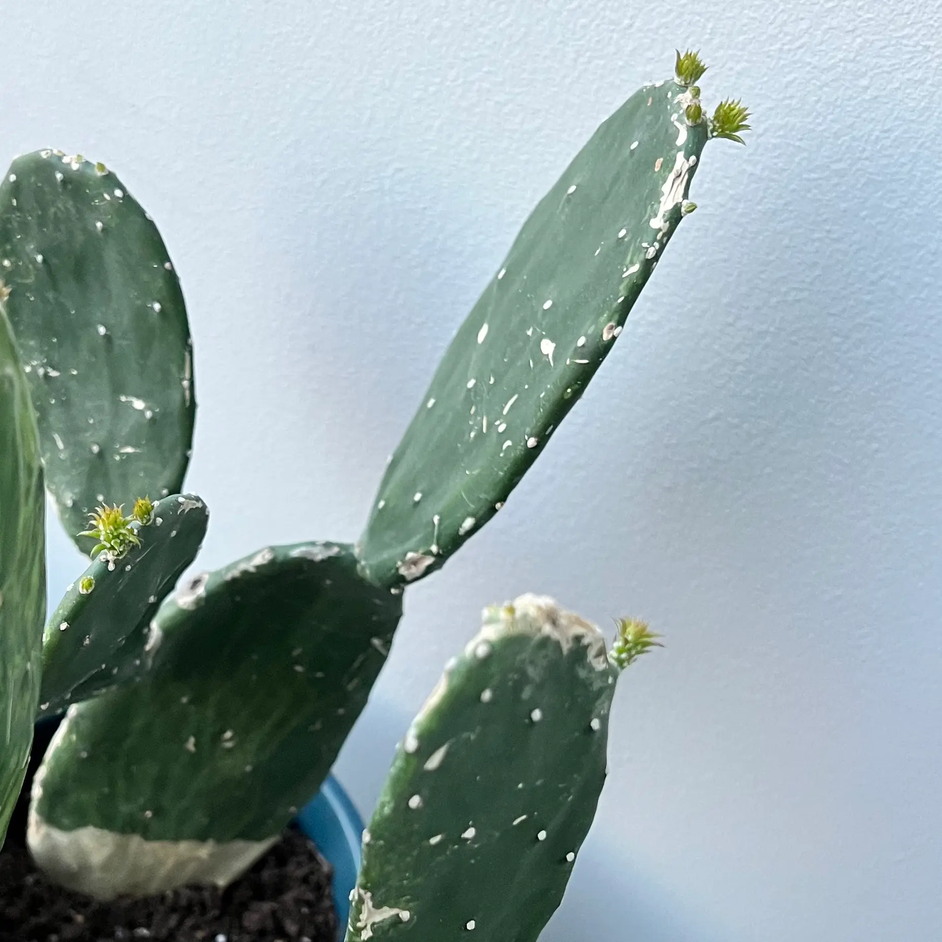 Cochineal Cactus with white spots on pads, potted with visible soil.