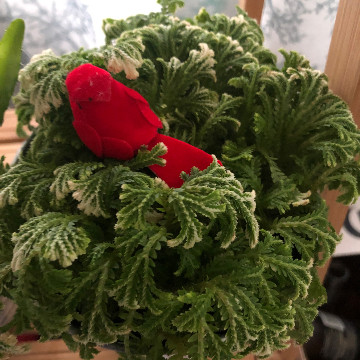 Healthy club moss plant with dense green foliage, decorated with a red bow held by a hand, suggesting a holiday gift or ornament.