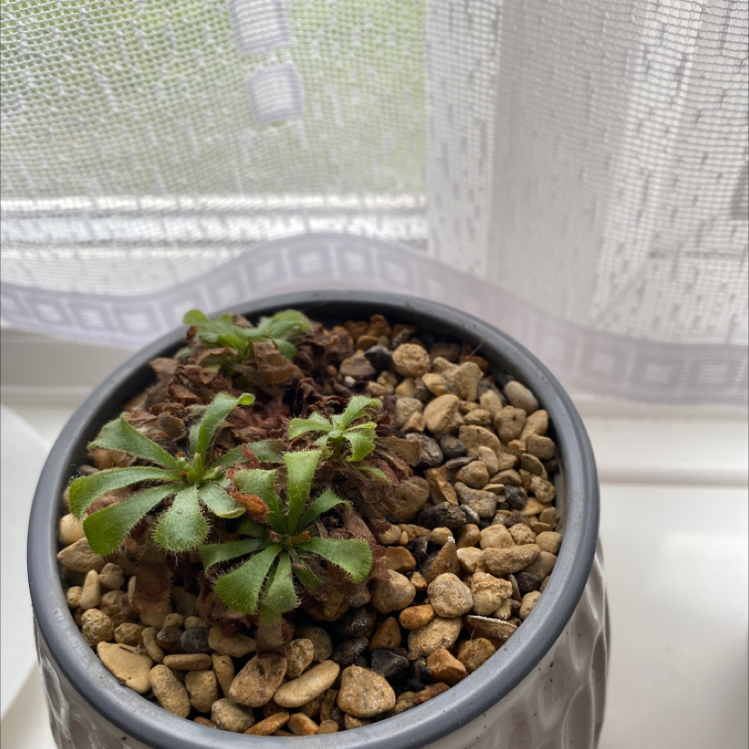 Potted Australian Sundew plant with some browning leaves on a windowsill.