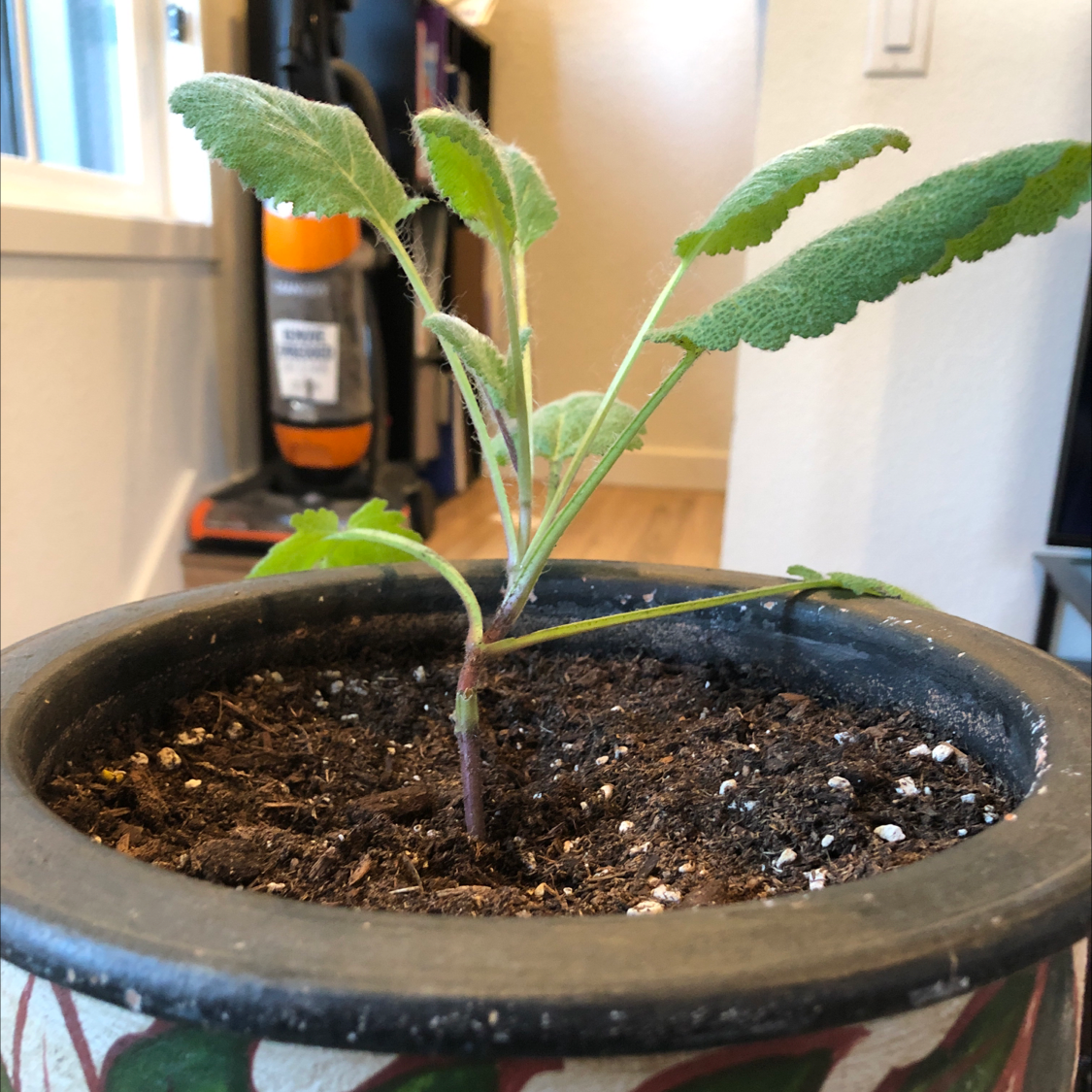 Potted Common Sage plant with healthy green leaves and visible soil.