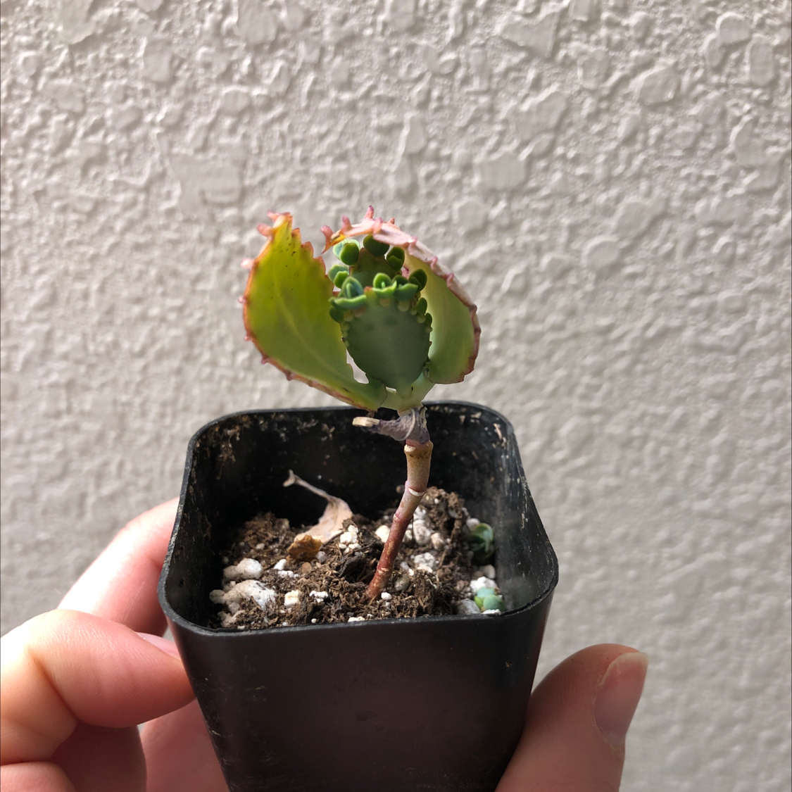 Healthy Mother of Millions succulent plant in a black pot, with distinctive leaves and small plantlets forming along the margins.