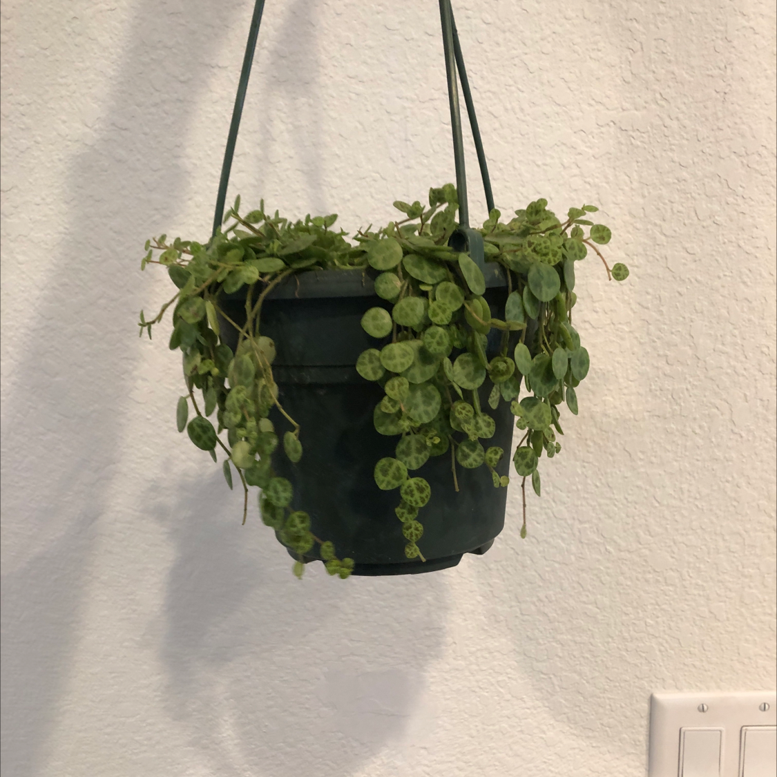 Hanging pot with a healthy String of Turtles plant, vibrant green leaves.
