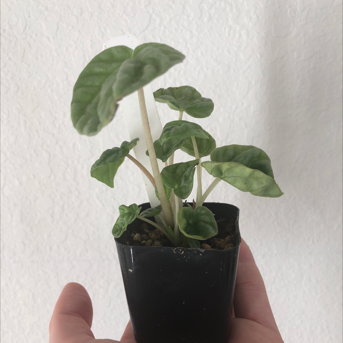 Emerald Ripple Peperomia plant in a black pot held by a hand.