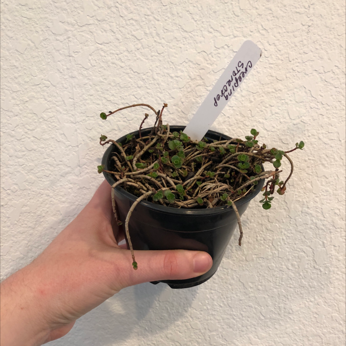 Potted Two-Row Stonecrop plant held by a hand with a visible label.