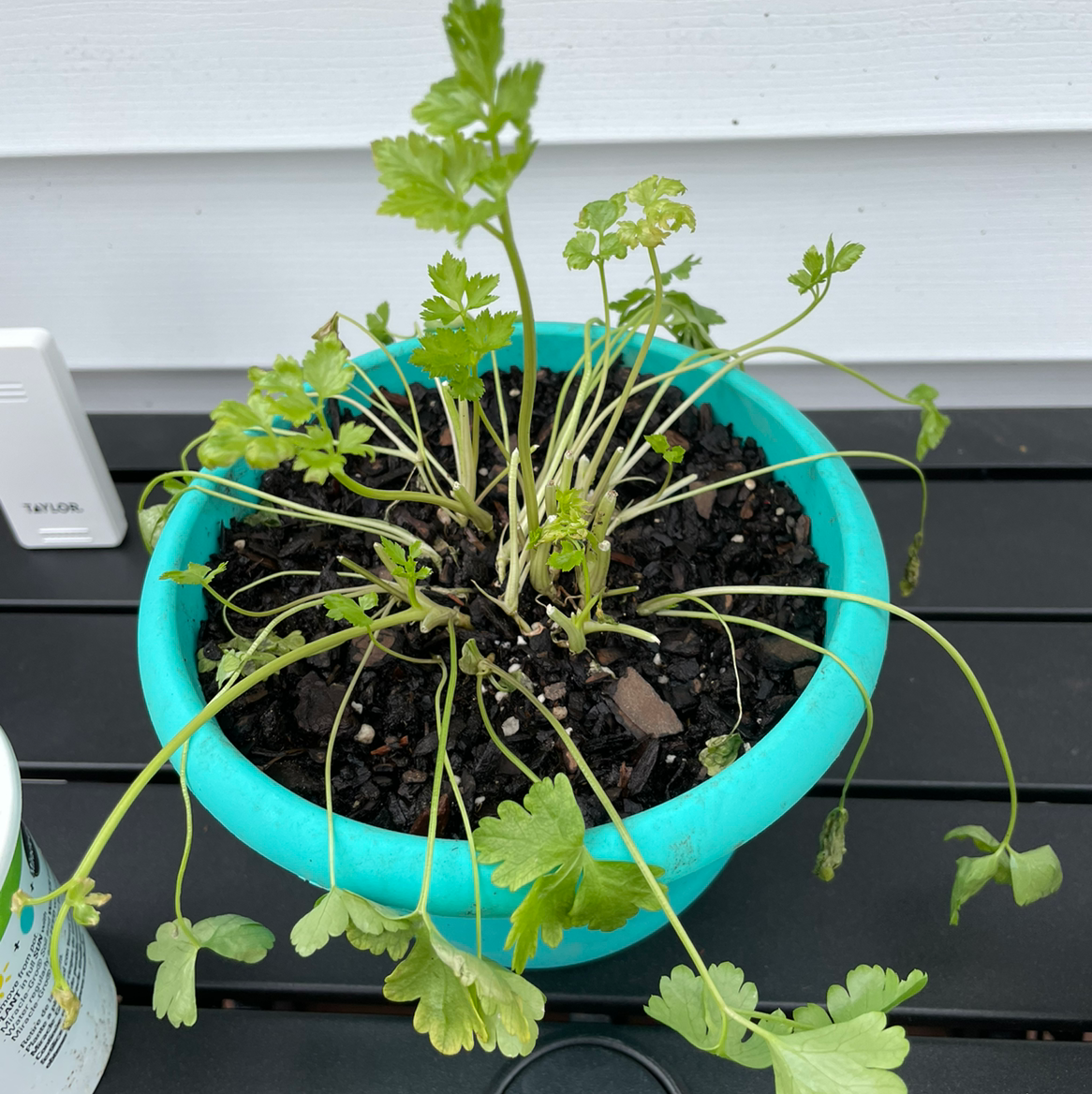 Why Is My Coriander Not Doing Well?