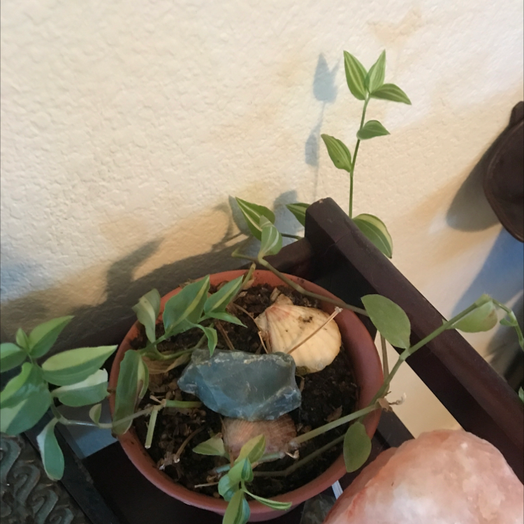 Tradescantia 'Yellow Zebra' plant in a small pot with visible soil, well-framed and healthy.